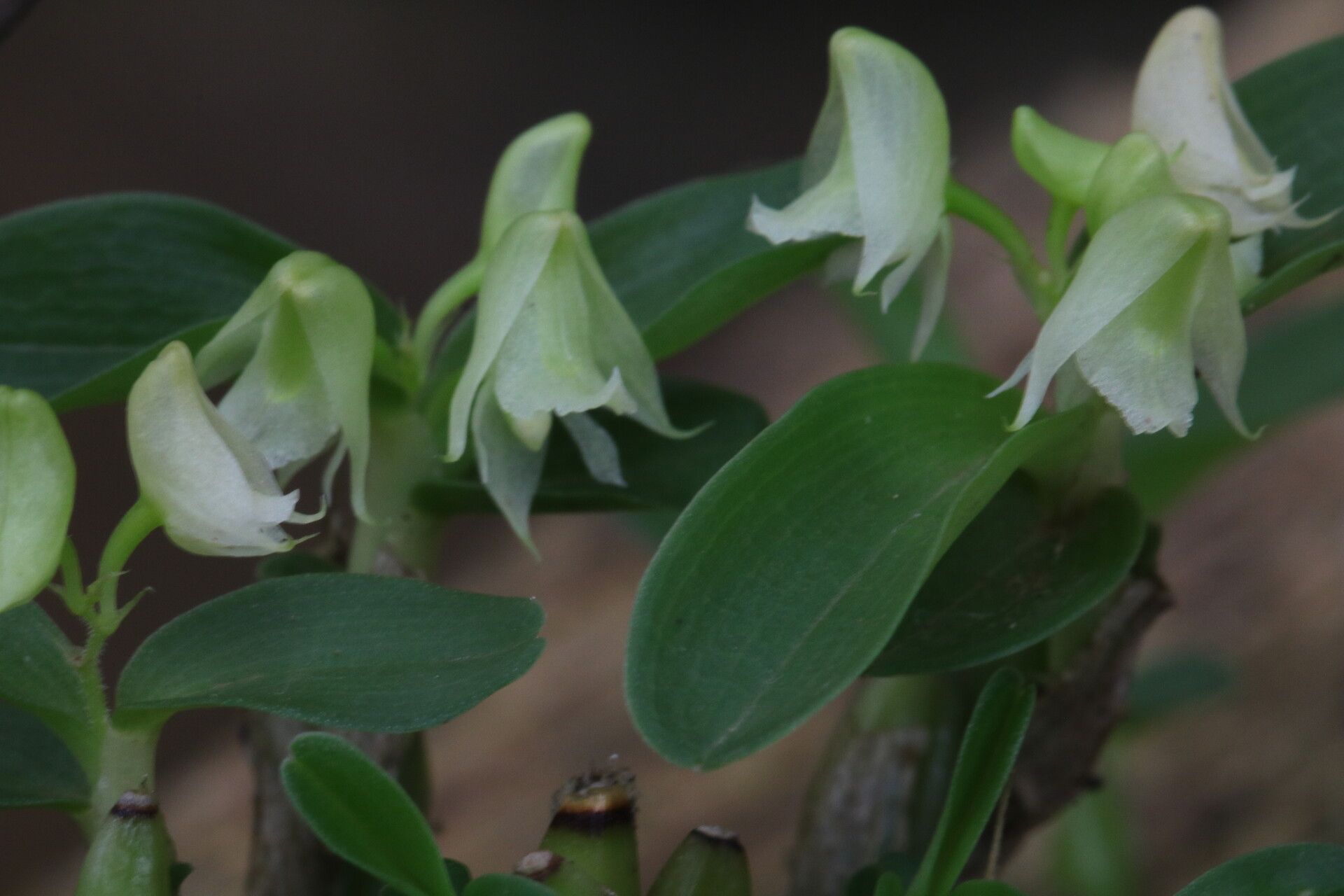 Polystachya camaridioides flower