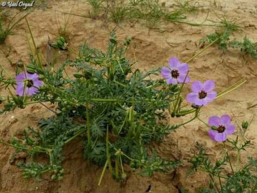 Erodium crassifolium — search result for 'Erodium'