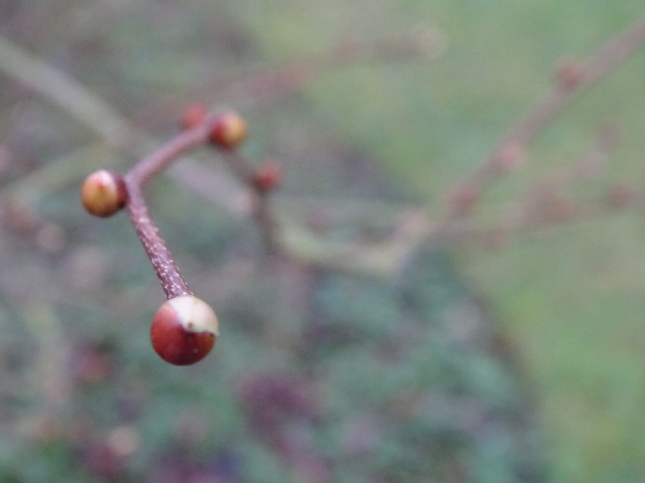 Corylopsis glandulifera bark
