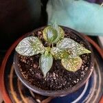 Hypoestes phyllostachya