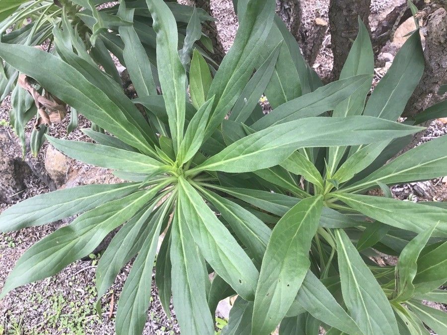 Echium hierrense — search result for 'Echium'