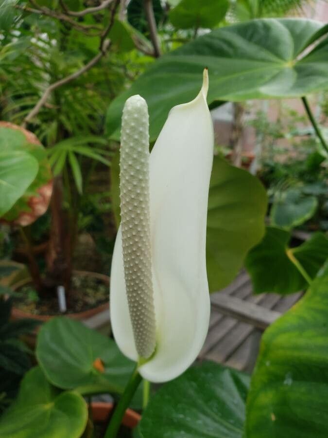 Anthurium nymphaeifolium flower