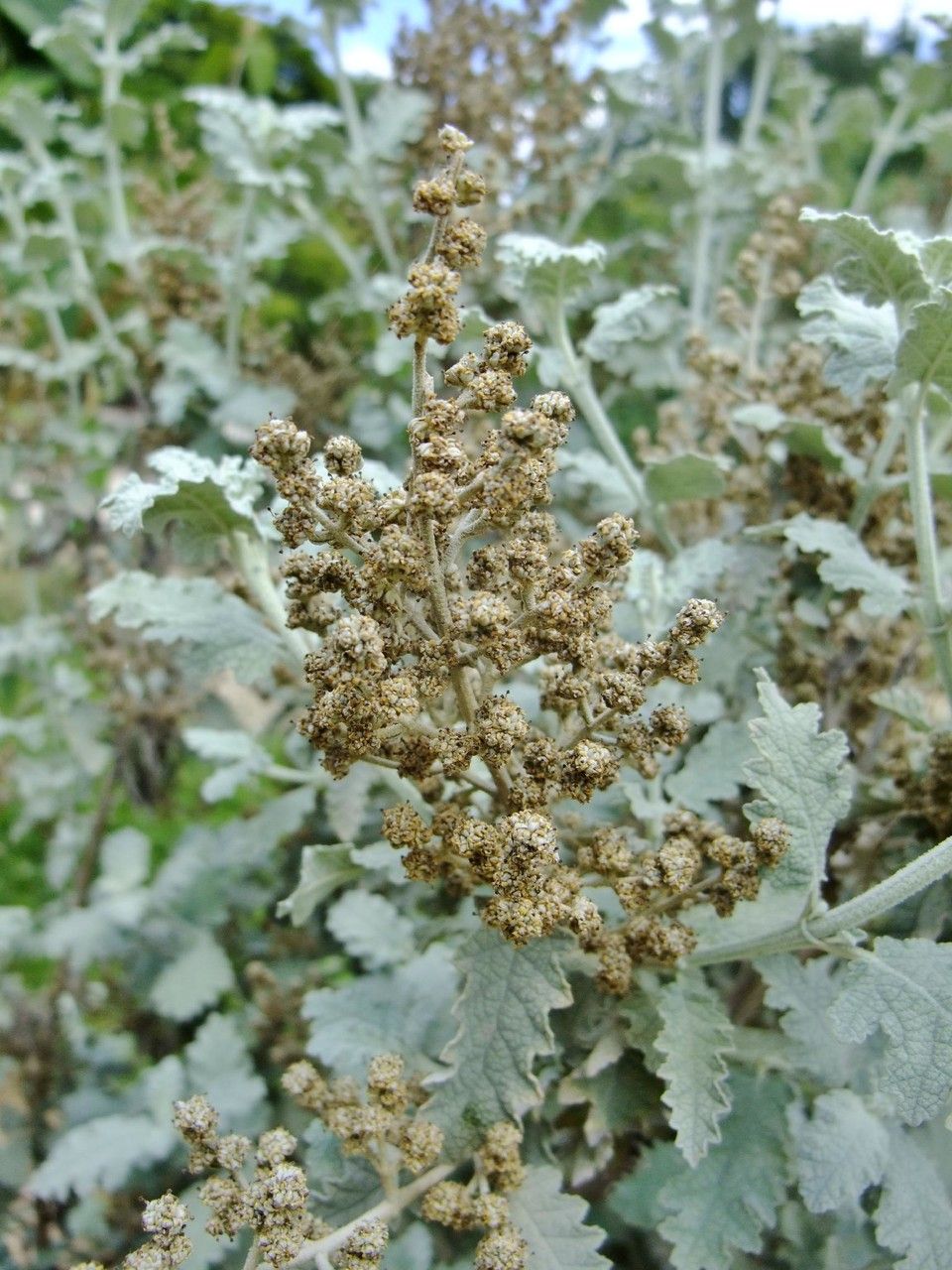 Buddleja glomerata habit