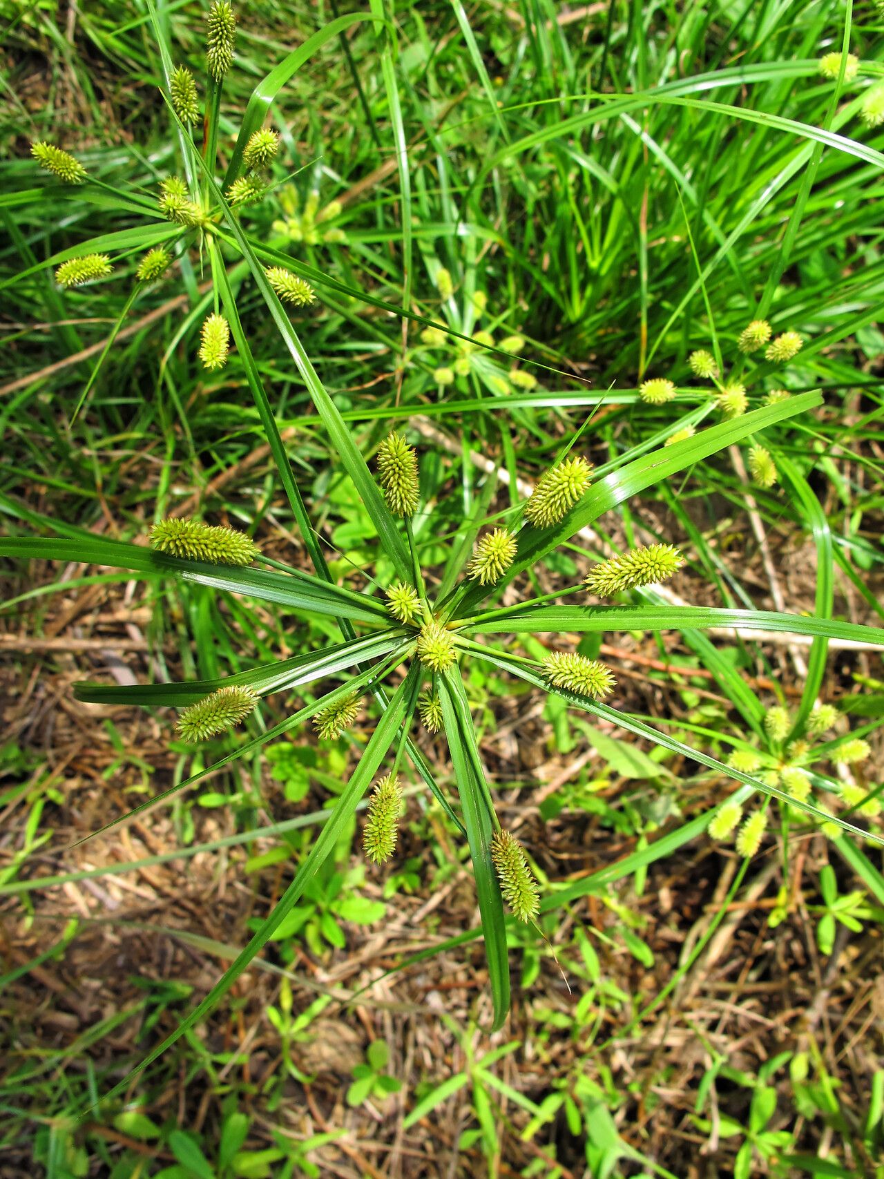 Cyperus thomensis flower