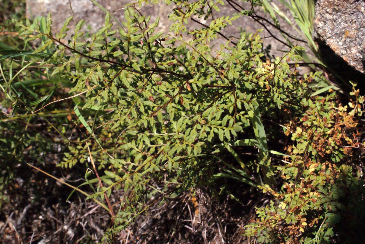 Cheilanthes distans — search result for 'Cheilanthes'