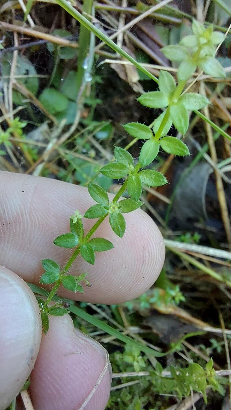 Galium humile leaf