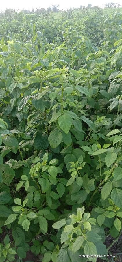 Cyamopsis tetragonoloba leaf