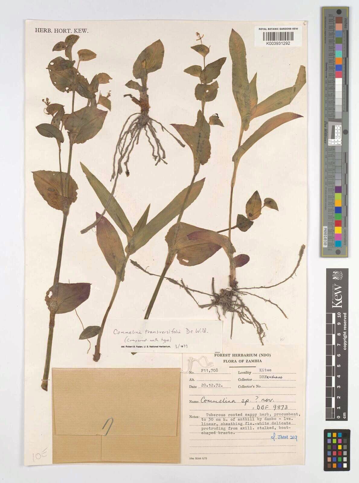 Commelina transversifolia — search result for 'Commelina'