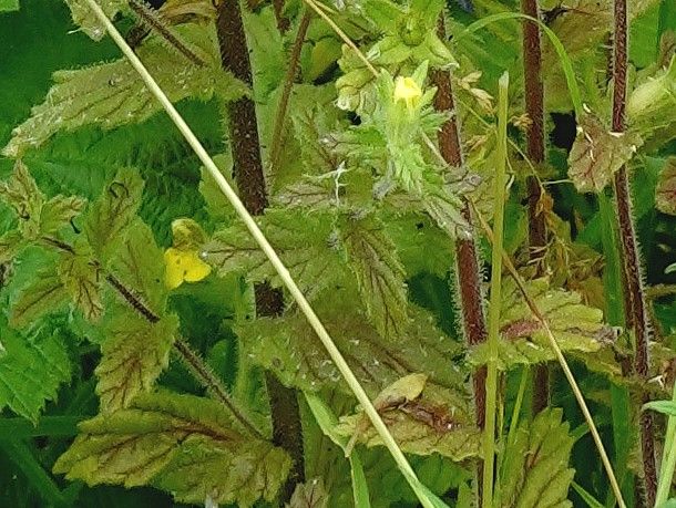 Parentucellia viscosa — search result for 'Orobanchaceae'