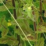 Parentucellia viscosa