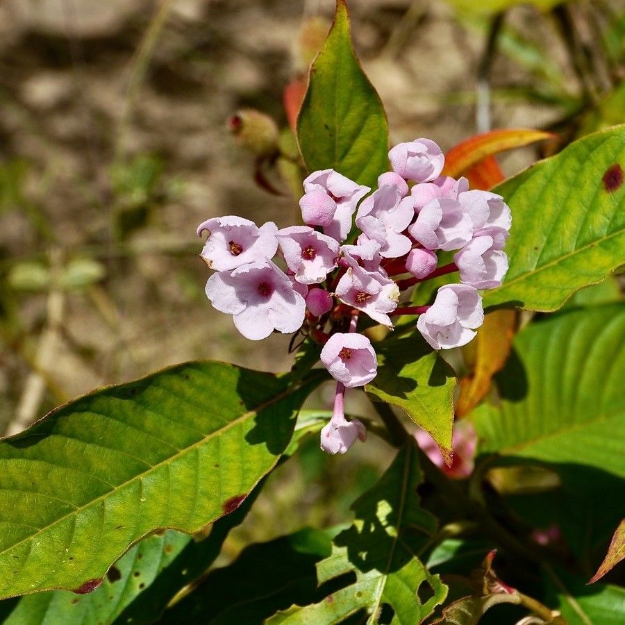 Luculia gratissima flower