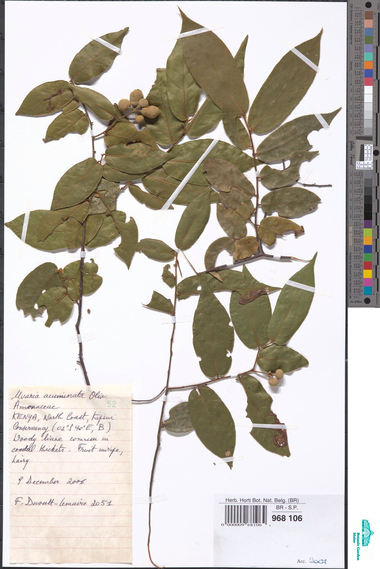 Uvaria acuminata — related species from the same genus