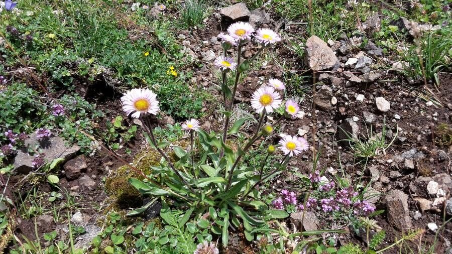 Erigeron alpinus flower