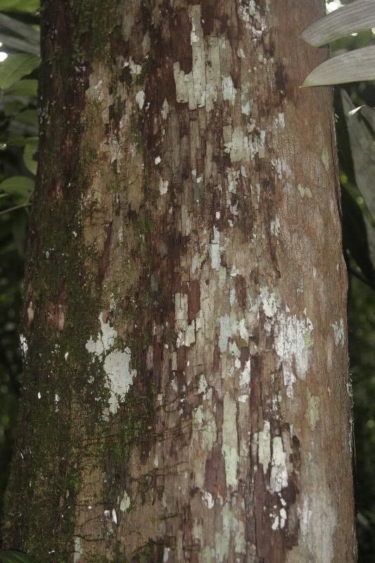 Pouteria platyphylla bark