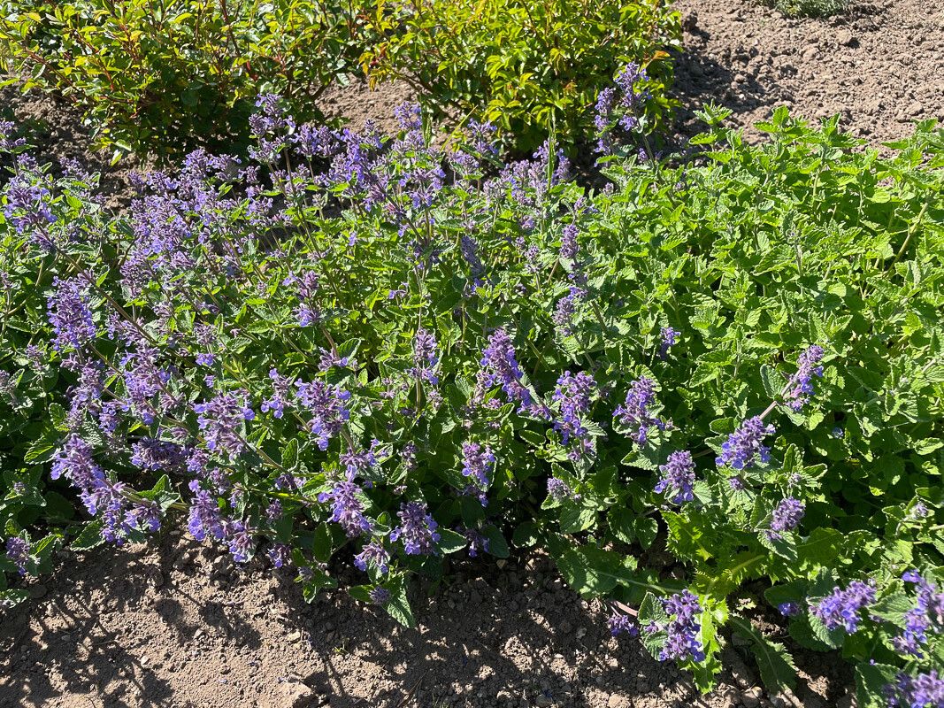Nepeta grandiflora flower