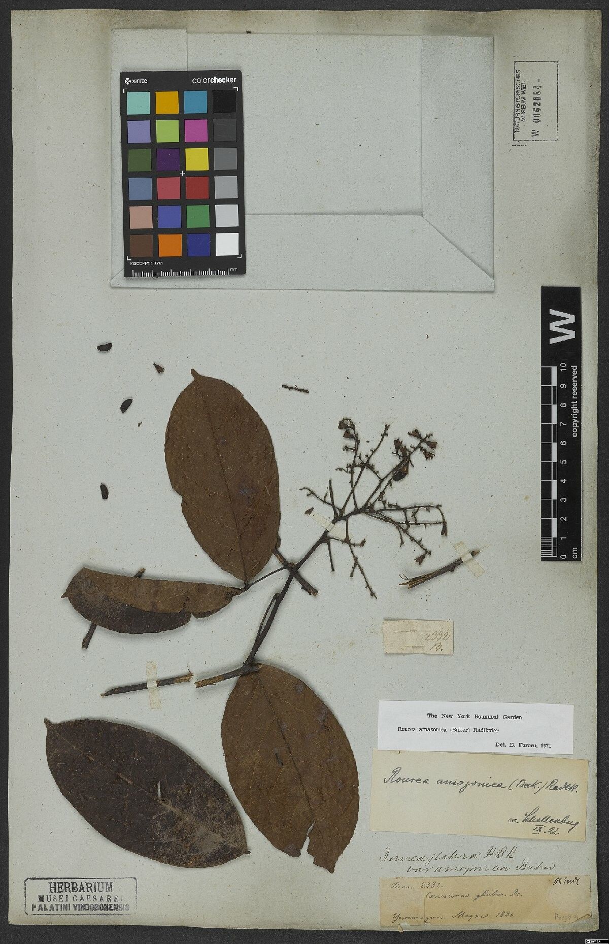 Rourea amazonica leaf