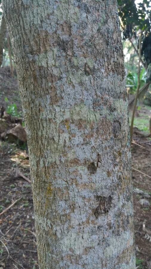 Acrocarpus fraxinifolius bark