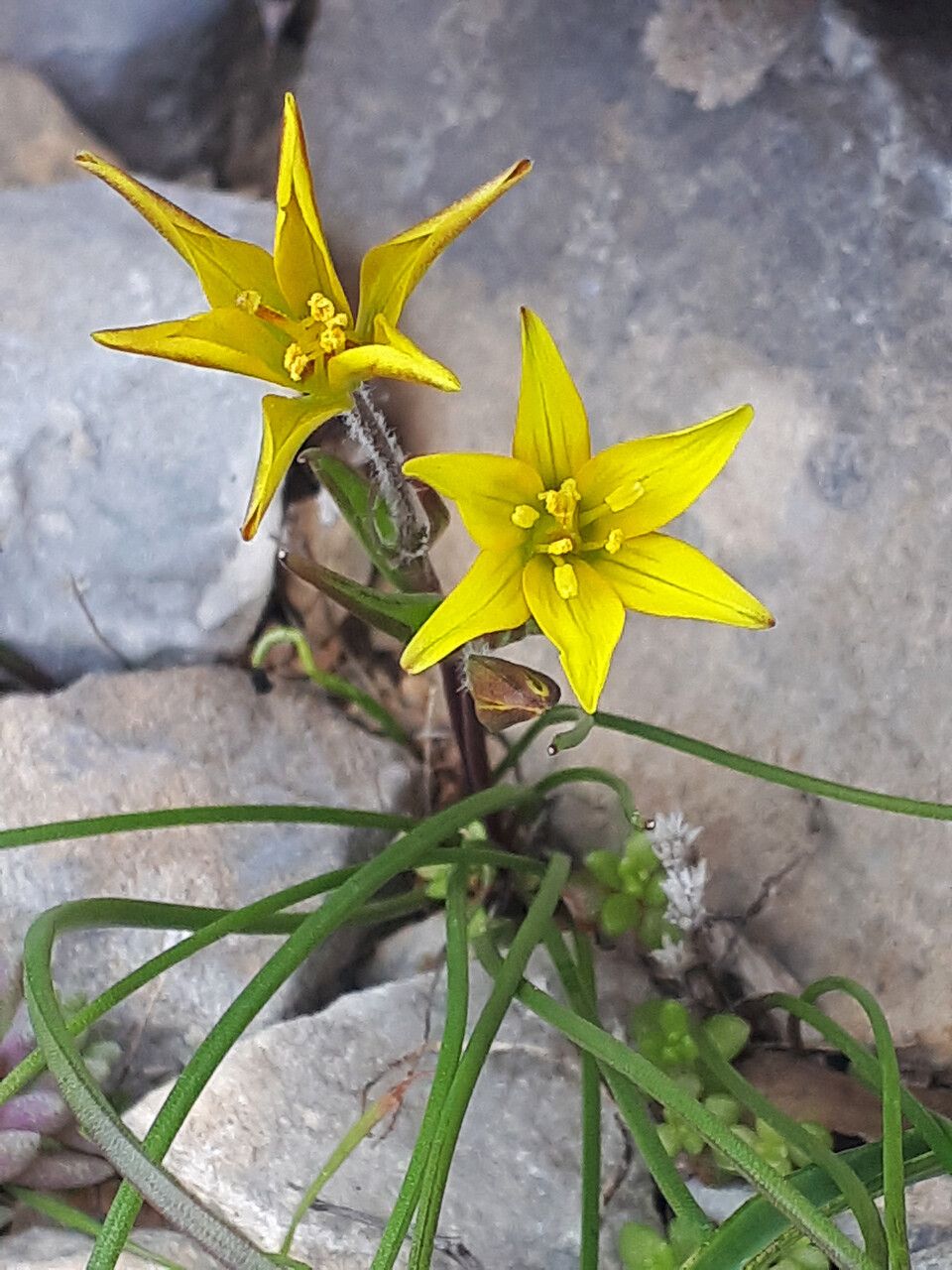 Gagea peduncularis flower