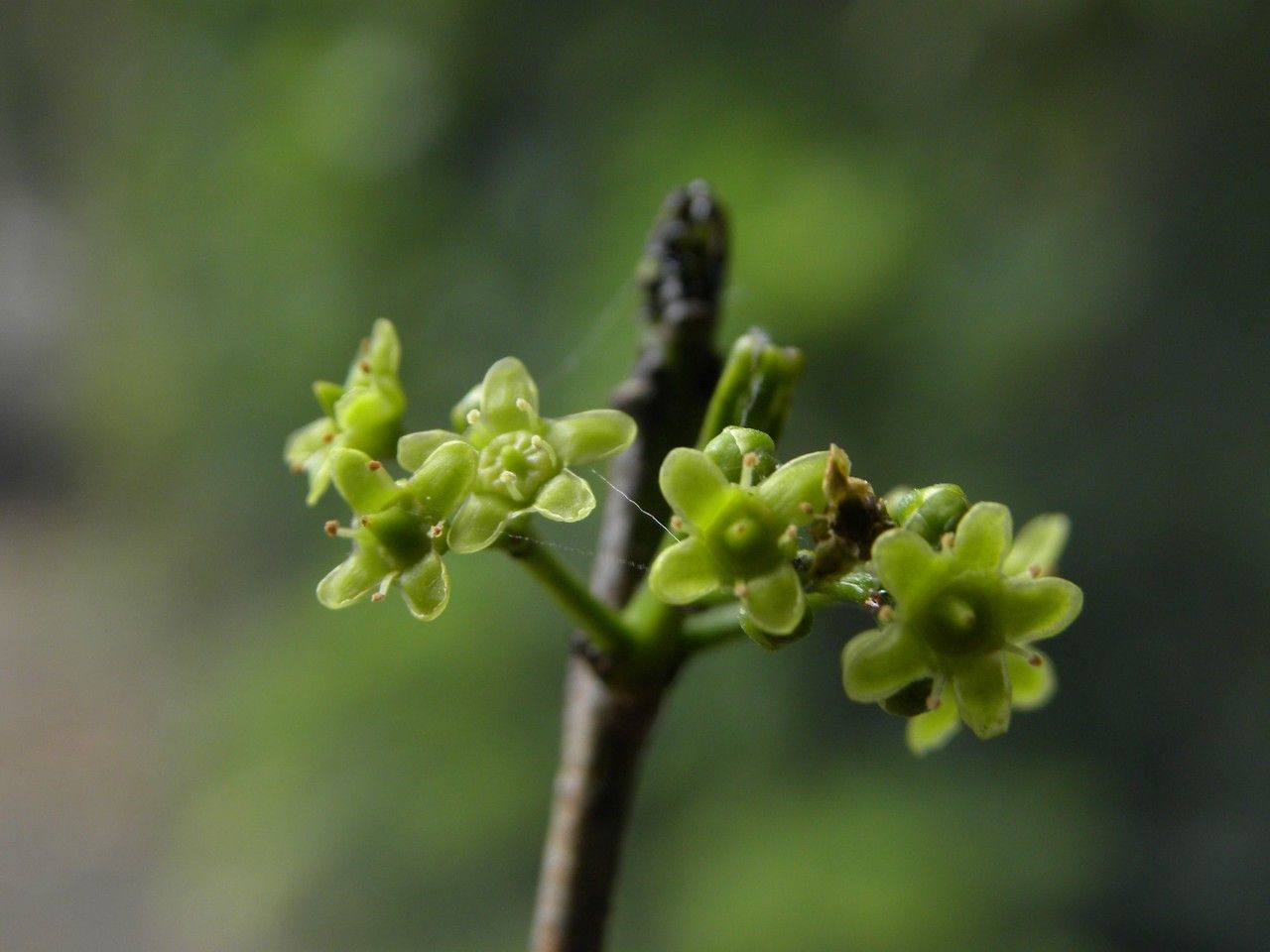 Elaeodendron orientale flower