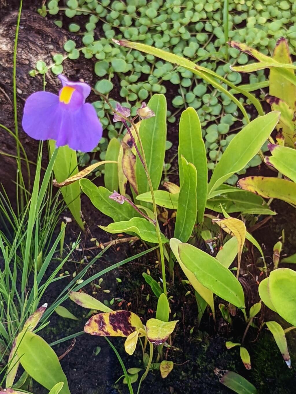 Utricularia longifolia flower