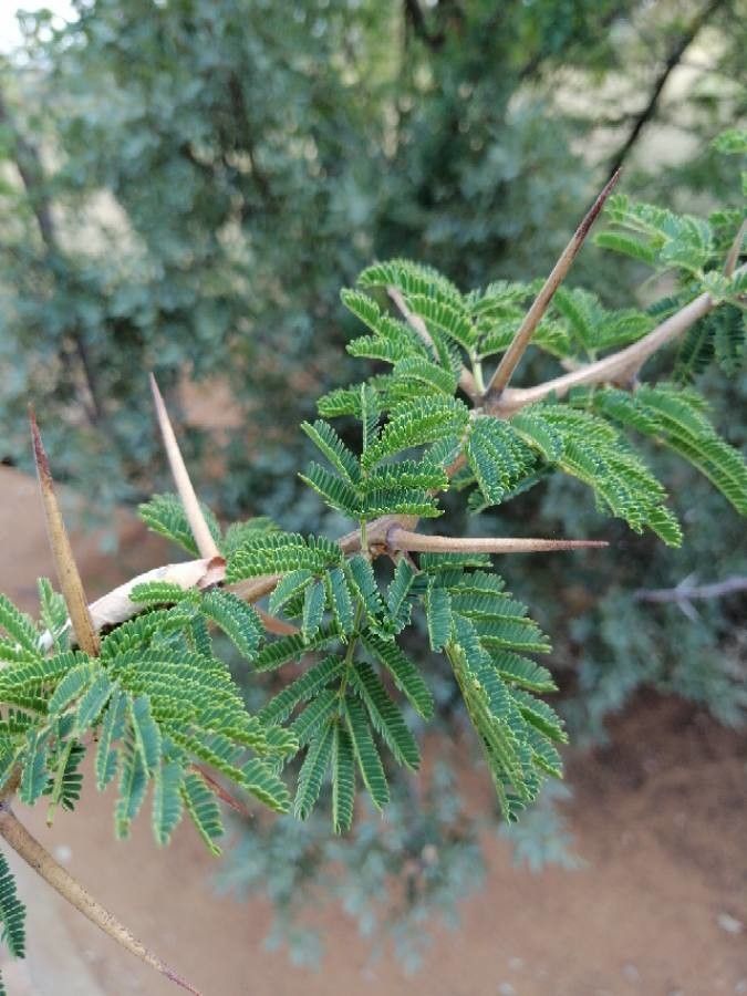 Vachellia nilotica — search result for 'Mimosa'