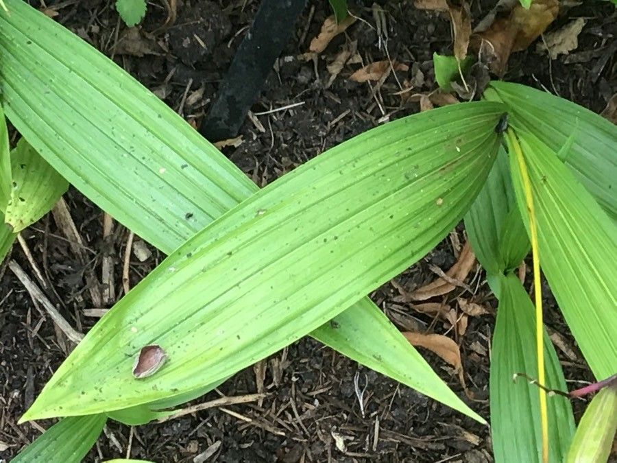 Calanthe triplicata — houseplant care guide