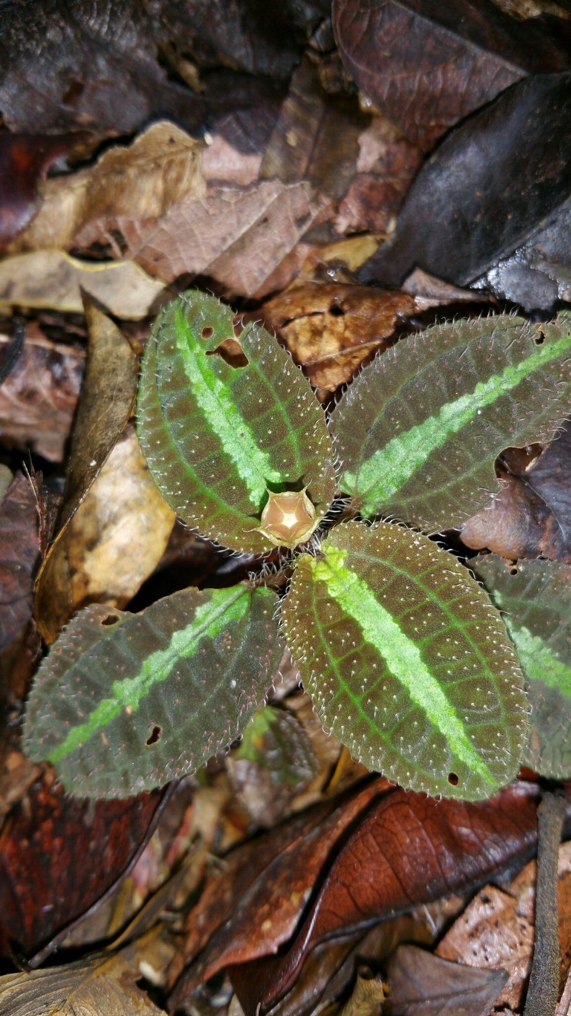 Gravesia mirabilis leaf