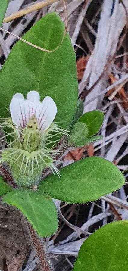 Blepharis maderaspatensis flower