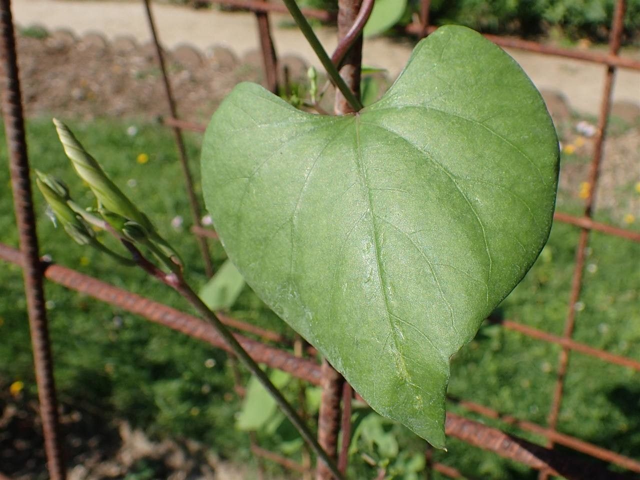 Ipomoea tricolor leaf