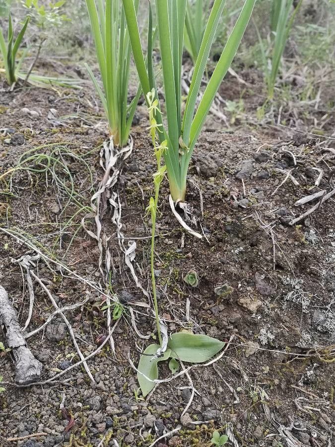 Habenaria tridactylites flower