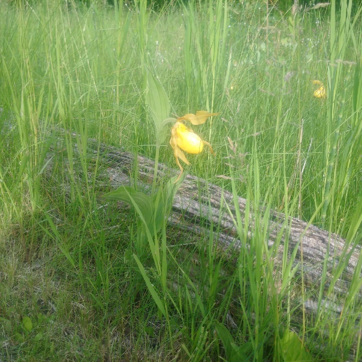Cypripedium parviflorum habit