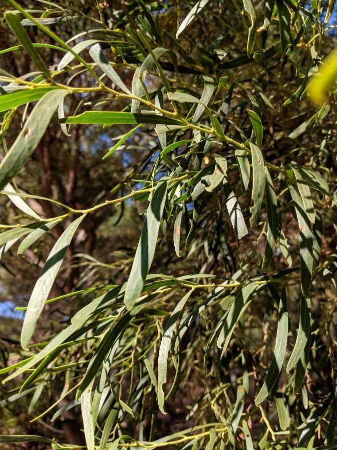 Acacia heterophylla — search result for 'Acacia'