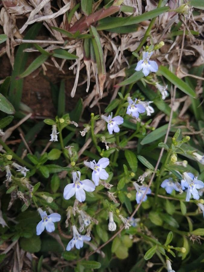 Lobelia serpens flower
