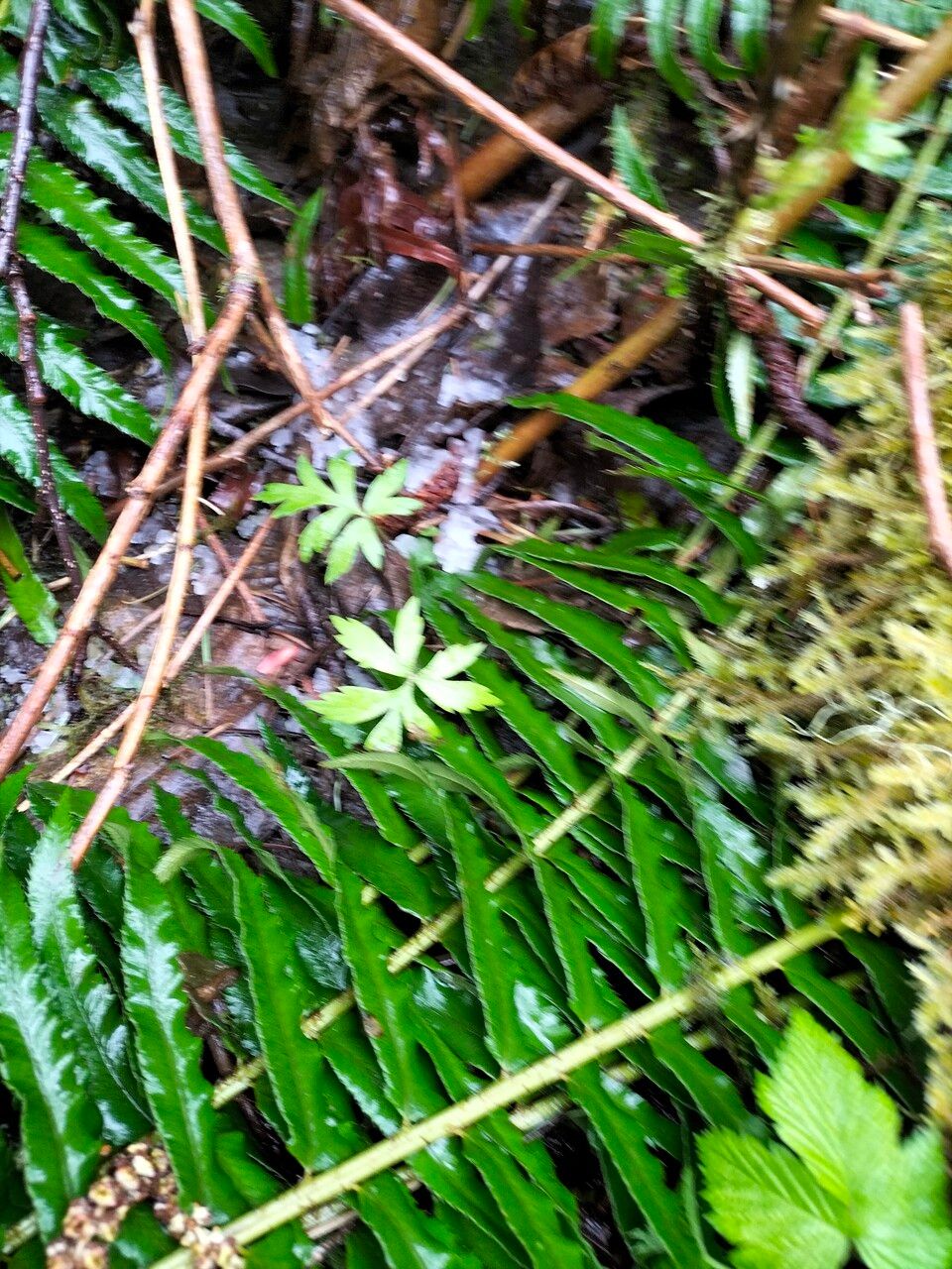 Hydrophyllum tenuipes — search result for 'Hydrophyllum'