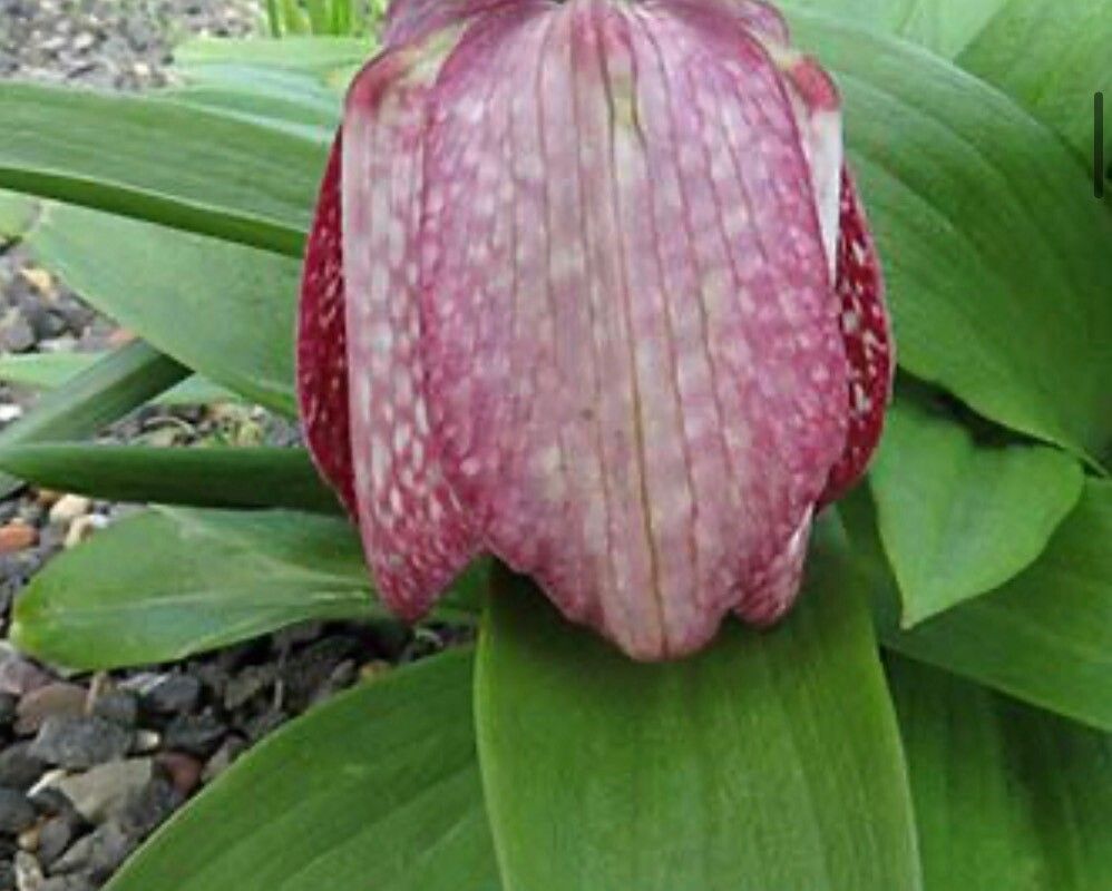 Fritillaria anhuiensis flower