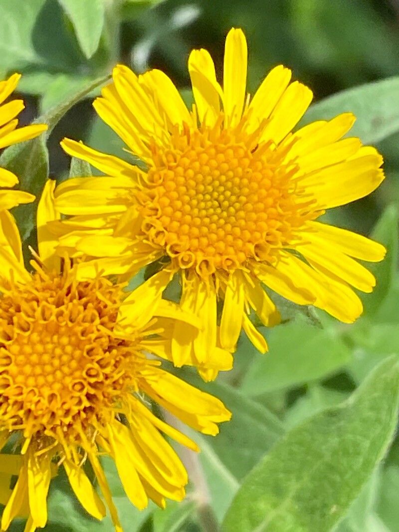 Pentanema helveticum flower