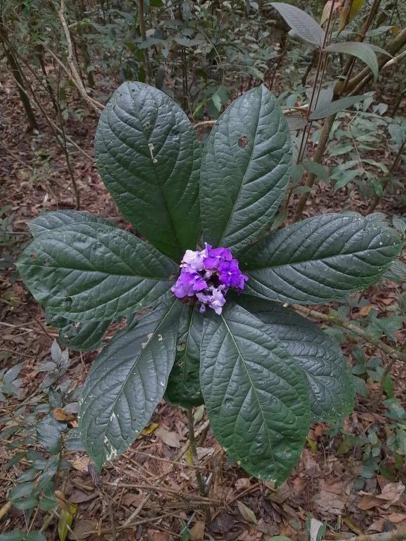 Brunfelsia hydrangeiformis — houseplant care guide