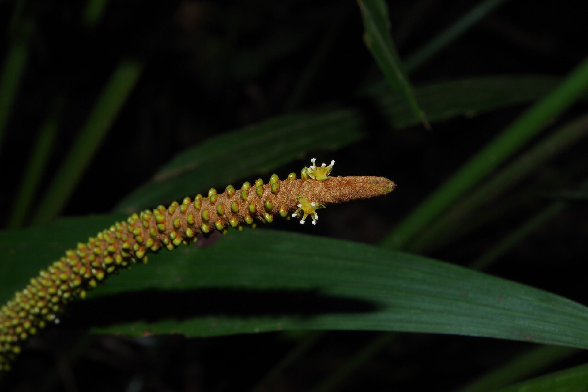 Podococcus acaulis flower