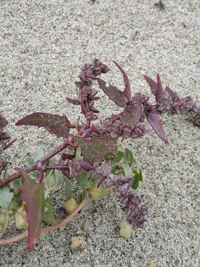 Atriplex glabriuscula fruit