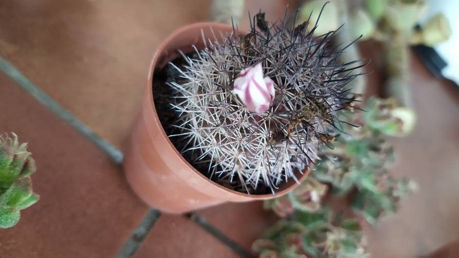 Mammillaria hutchisoniana flower