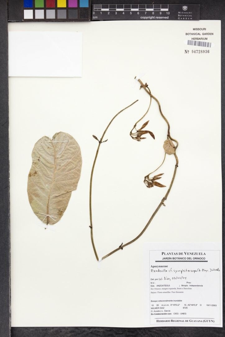 Mandevilla symphytocarpa other