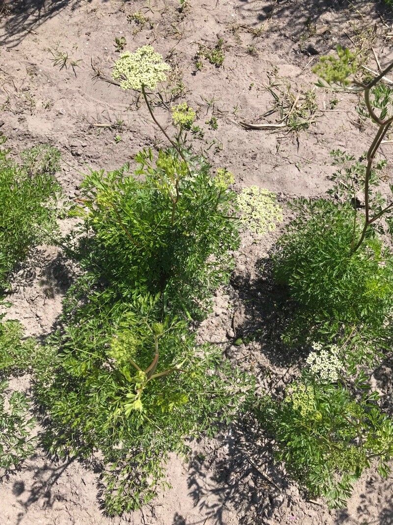 Cenolophium fischeri habit