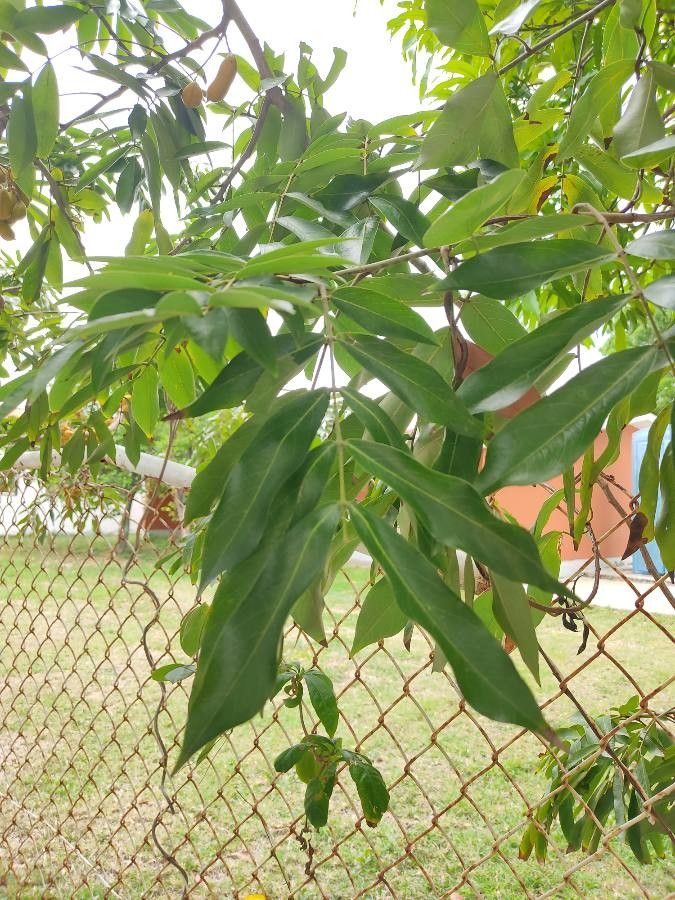 Swartzia cubensis — houseplant care guide