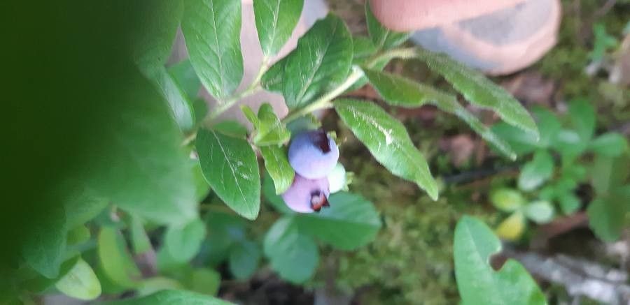 Vaccinium myrtilloides fruit