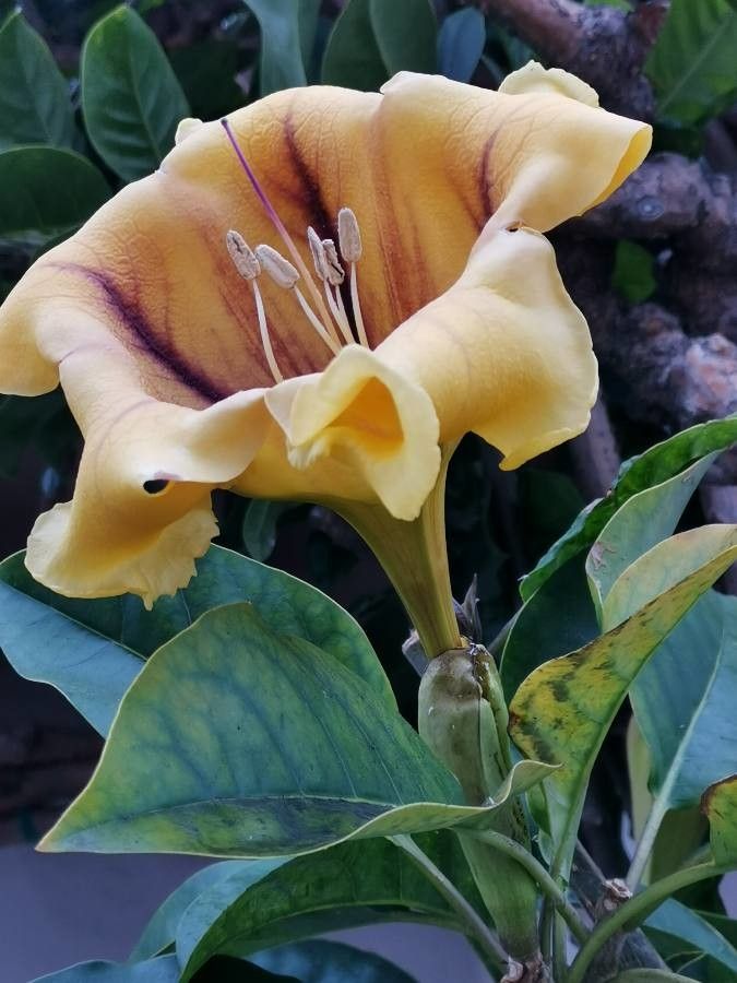 Solandra grandiflora flower