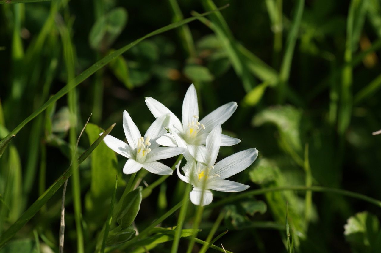 Ornithogalum collinum flower