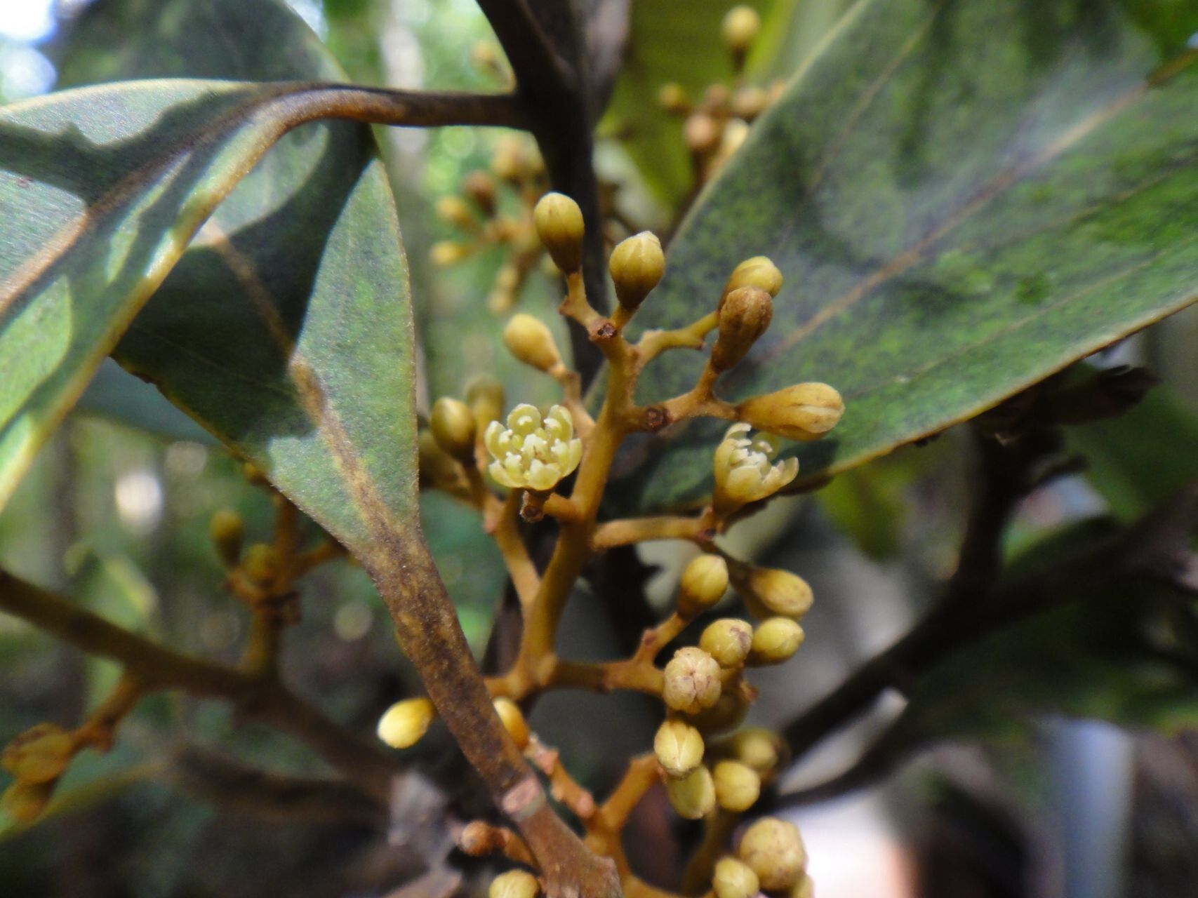 Cryptocarya longifolia flower