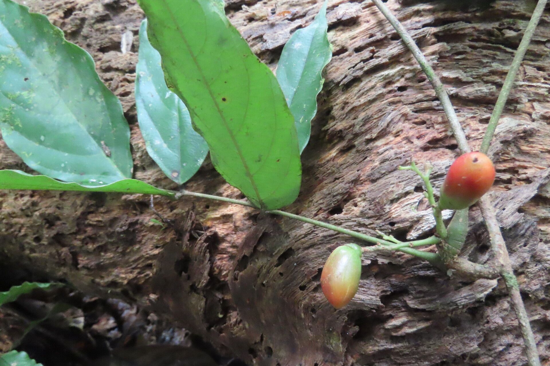 Picramnia latifolia fruit