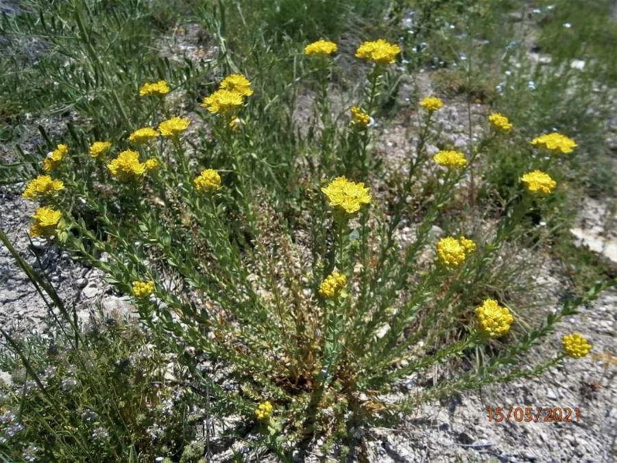 Haplophyllum suaveolens habit