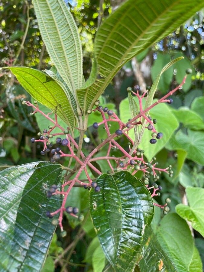 Miconia affinis fruit